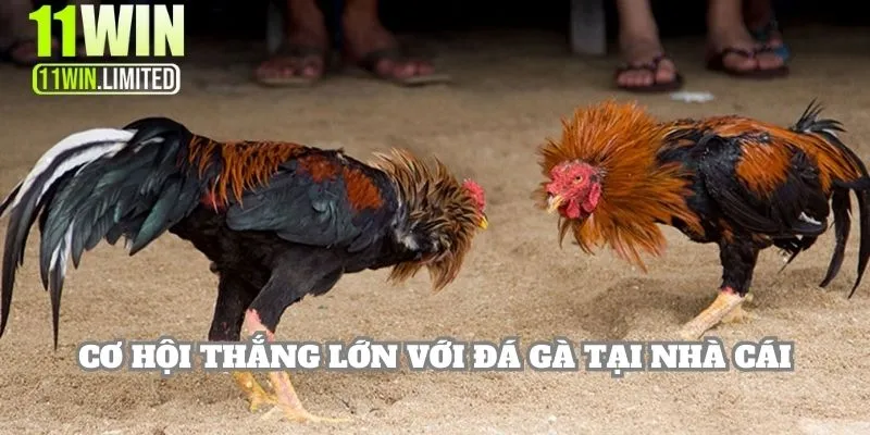 Cơ hội thắng lớn với đá gà tại nhà cái
