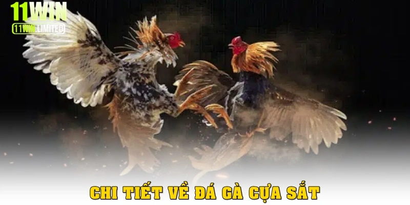 Chi tiết về đá gà cựa sắt
