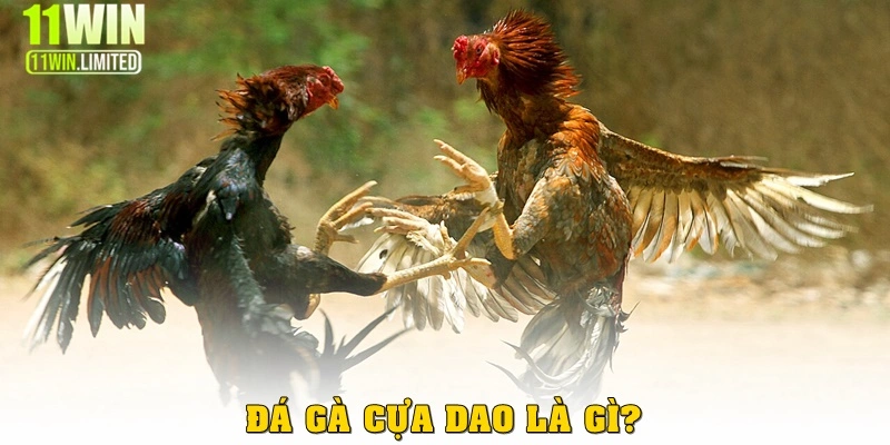 Đá gà cựa dao là gì? 