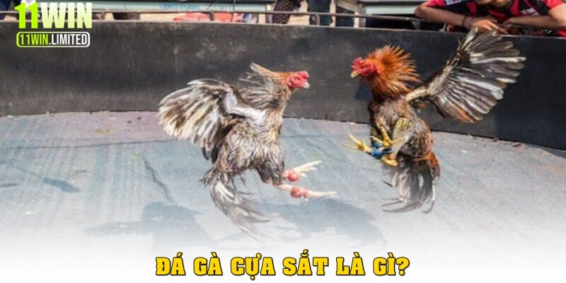 Đá gà cựa sắt là gì?