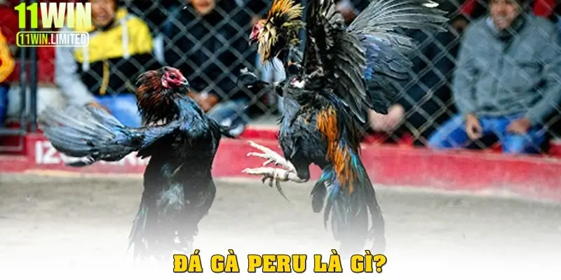 Đá gà Peru – Cá cược kịch tính được yêu thích tại 11win 2 Đá gà Peru là gì?