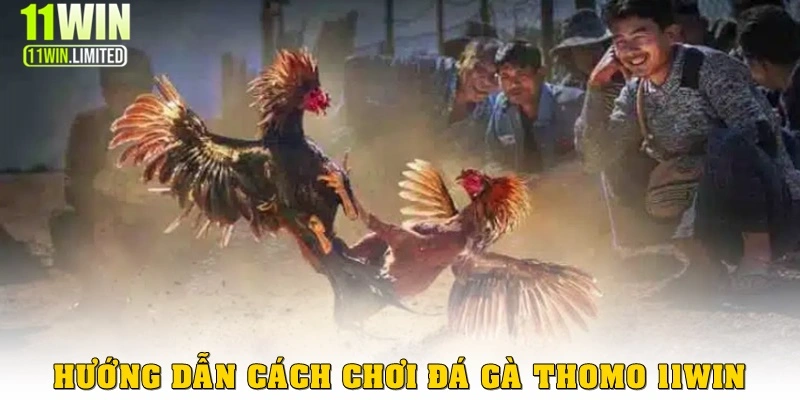 Cách chơi đá gà thomo tại 11win - Thắng là thành tỷ phú 3 Hướng dẫn chi tiết cách chơi đá gà Thomo 11win