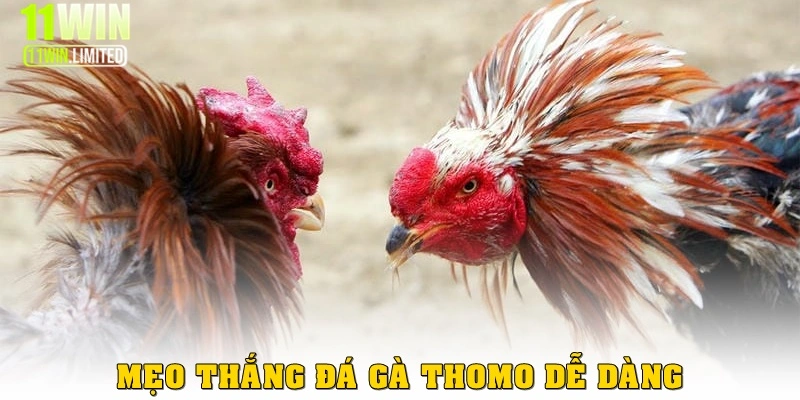 Cách chơi đá gà thomo tại 11win - Thắng là thành tỷ phú 4 Mẹo thắng game Cockfighting dễ dàng
