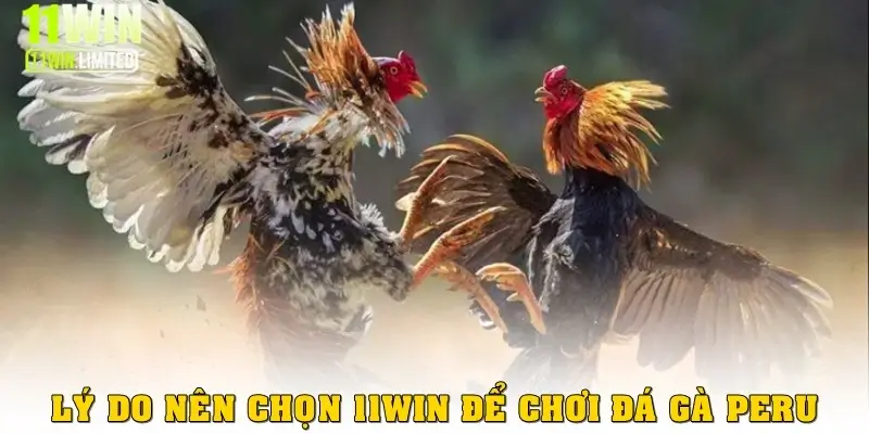 Đá gà Peru – Cá cược kịch tính được yêu thích tại 11win 3 Tại sao nên chọn 11win để chơi đá gà Peru?