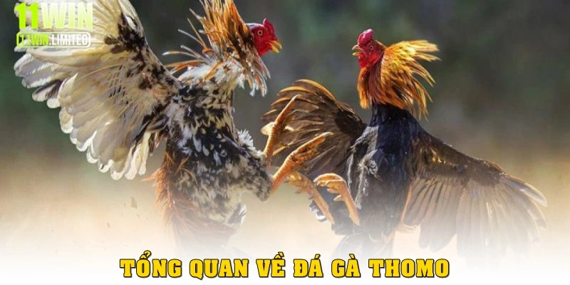 Cách chơi đá gà thomo tại 11win - Thắng là thành tỷ phú 2 Thông tin tổng quan về game đá gà thomo tại 11win